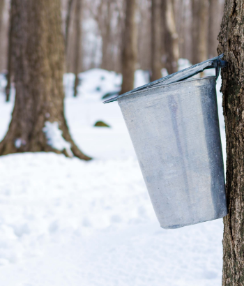 maple syrup harvesting from tree