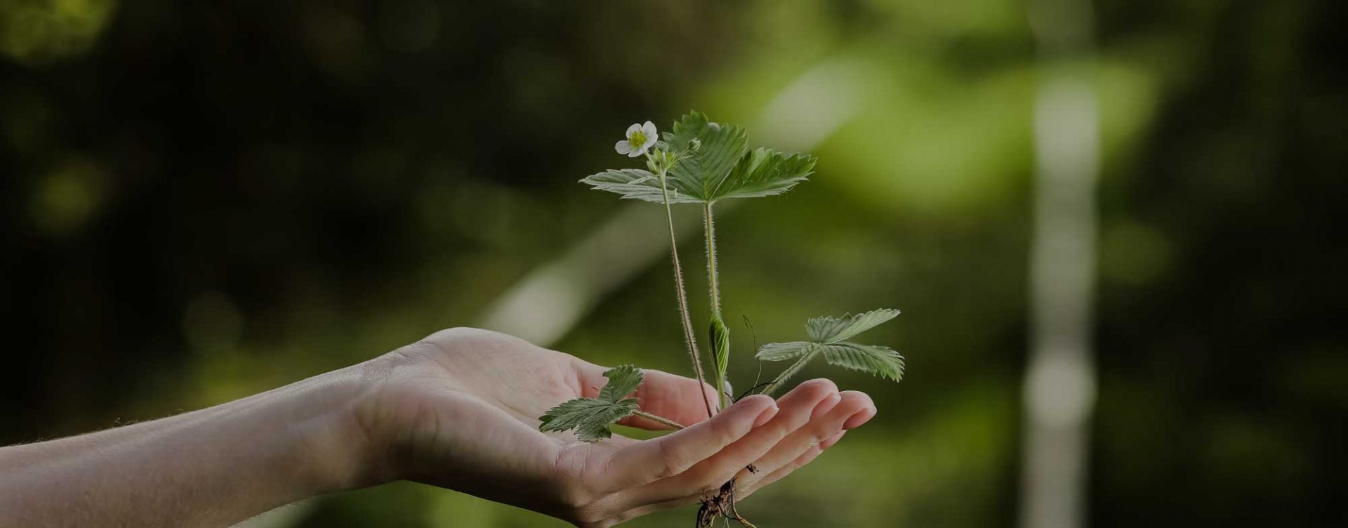 hand holding a plant