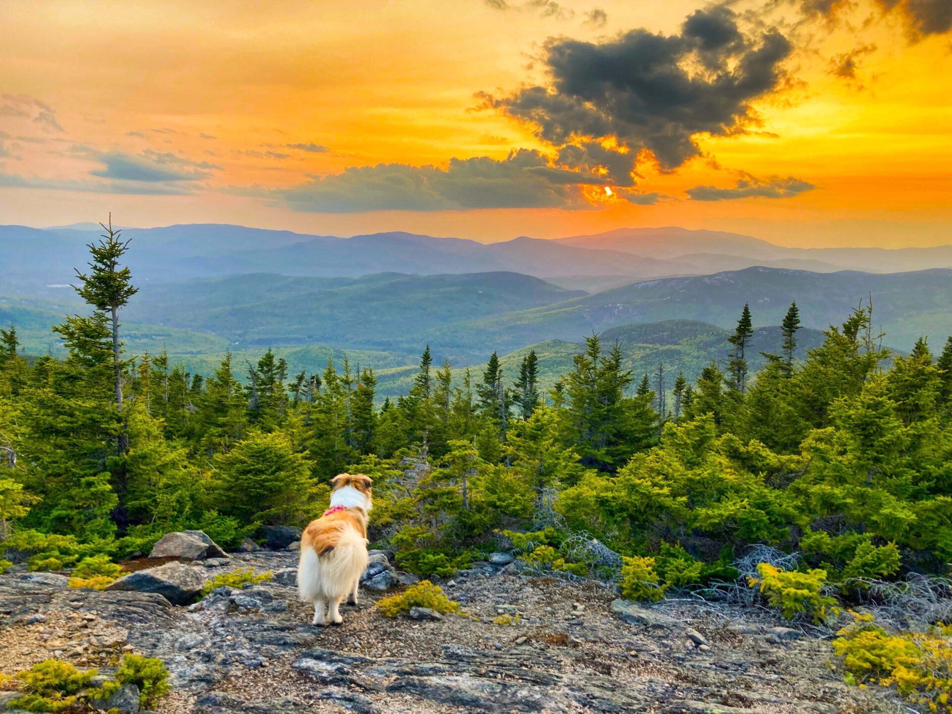Dog on a mountain image