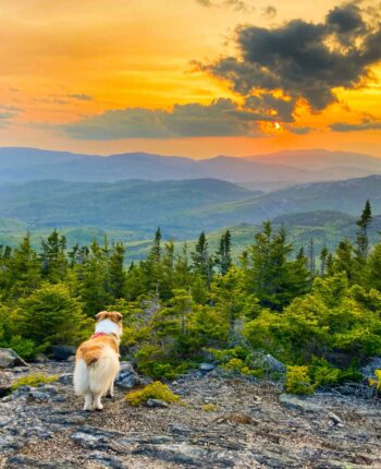 Dog on a mountain image