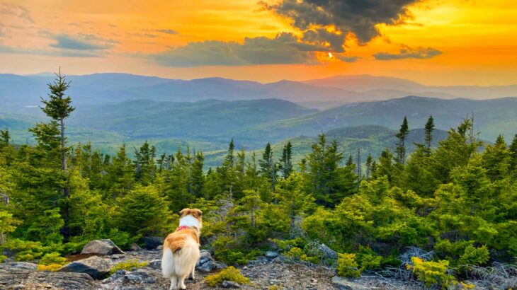 Dog on a mountain image